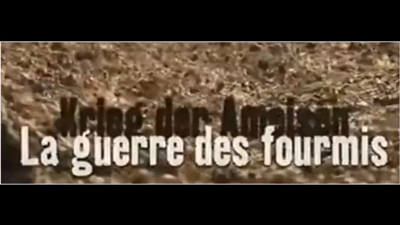 La guerre des fourmis