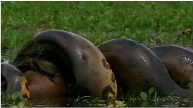 Les animaux les plus Dangereux du monde