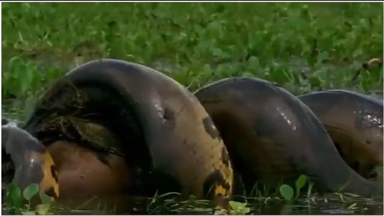 Les animaux les  plus Dangereux du monde