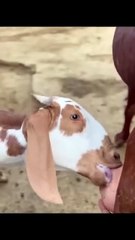 Goat Milking & Fresh Milk Drinking 🐐🥛 Very Satisfying!