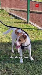 La salvación de “Runner”: La perrita que conquistó corazones tras correr el Maratón de Monterrey