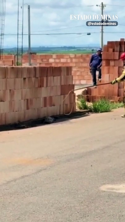 Bombeiros resgatam jacaré em ruas de Patos de Minas