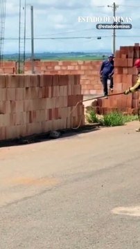 Bombeiros resgatam jacaré em ruas de Patos de Minas