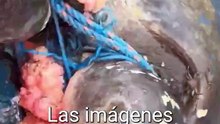 Volvió a respirar tortuga marina: Pescadores la liberan de cuerdas en Costa Rica
