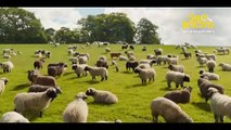 The Sheep Detectives | movie | 2026 | Official Trailer