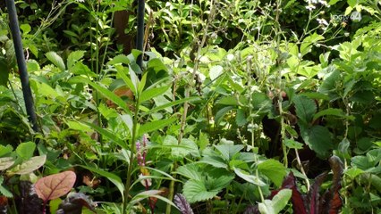 Aprueban en Comisión crear la Ley de Huertos Urbanos