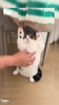 HANDS UP !When you have no choice but to surrender to the tickles. Cute Cats like this make the best Funny Cats Videos. Is this a Cat Fails or a win ? Impossible not to smile !