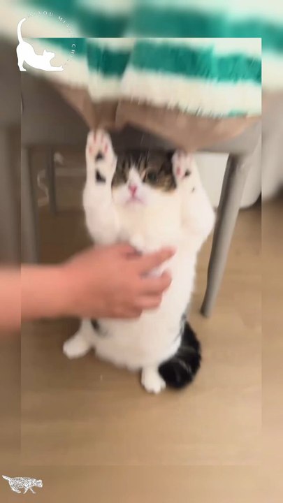 HANDS UP !When you have no choice but to surrender to the tickles. Cute Cats like this make the best Funny Cats Videos. Is this a Cat Fails or a win ? Impossible not to smile !