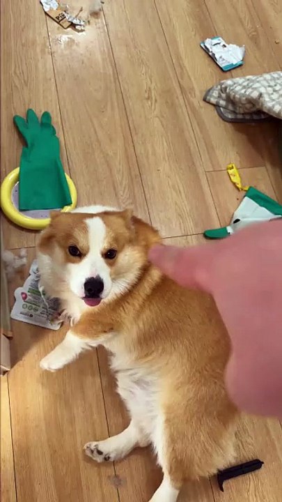 Who would dare go home with a dog like this? 😭🐶