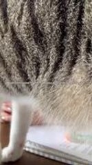 Cat Interrupts Owner While They Try to Eat Cookies