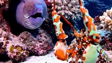 Eel vs Lobster