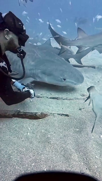 Getting Closer with Shark