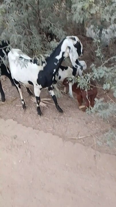 Bakri Channel