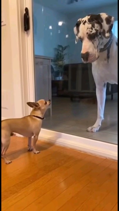 Avoir une grande gueule...