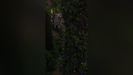 World record for tallest bedded Christmas tree broken by UK country house