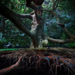 Les arbres, réseaux vivants au cœur du monde