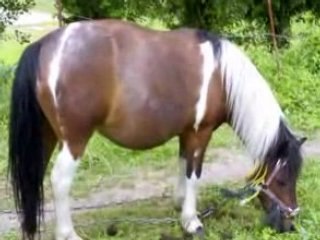 des poneys sous la pluie !