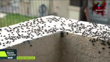 Plaga de moscas invade fraccionamiento en Tizayuca desde hace 9 años