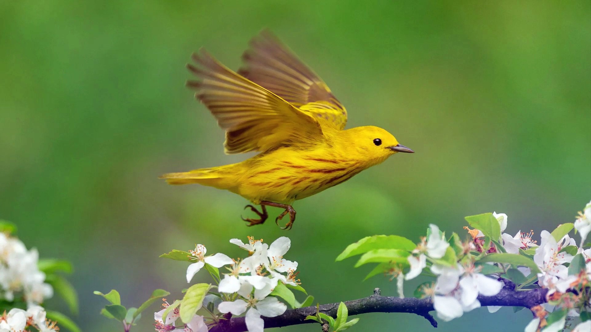 ⁣American Yellow Warbler Song Sound Call