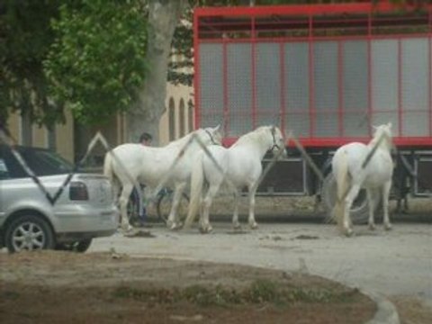 SPECTACLE EQUESTRE A LA CITE DU CHEVAL DE TARASCON