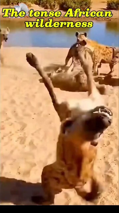 Antelope's deadly kick