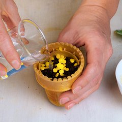 Indoor plant care for big harvests