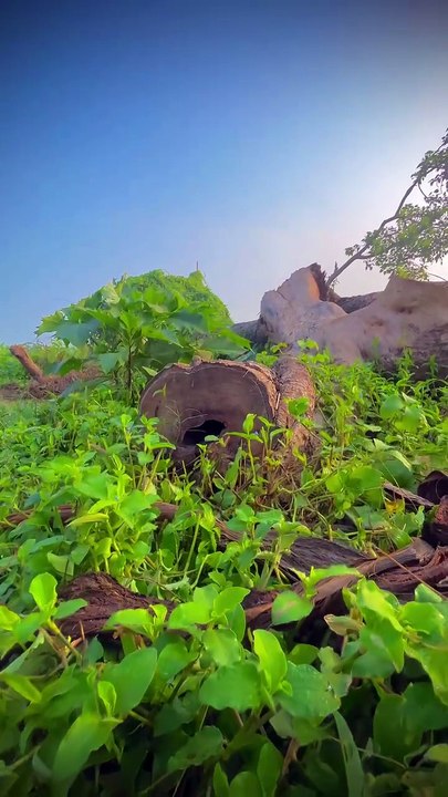 Beautiful nature views l amazing nature videos l nature channel