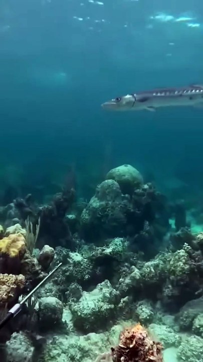 Monster fish