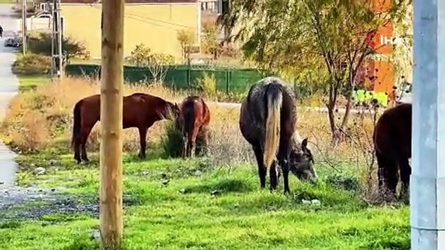 Başıboş gezen atlar tehlike saçıyor