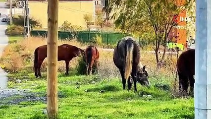 Başıboş gezen atlar tehlike saçıyor