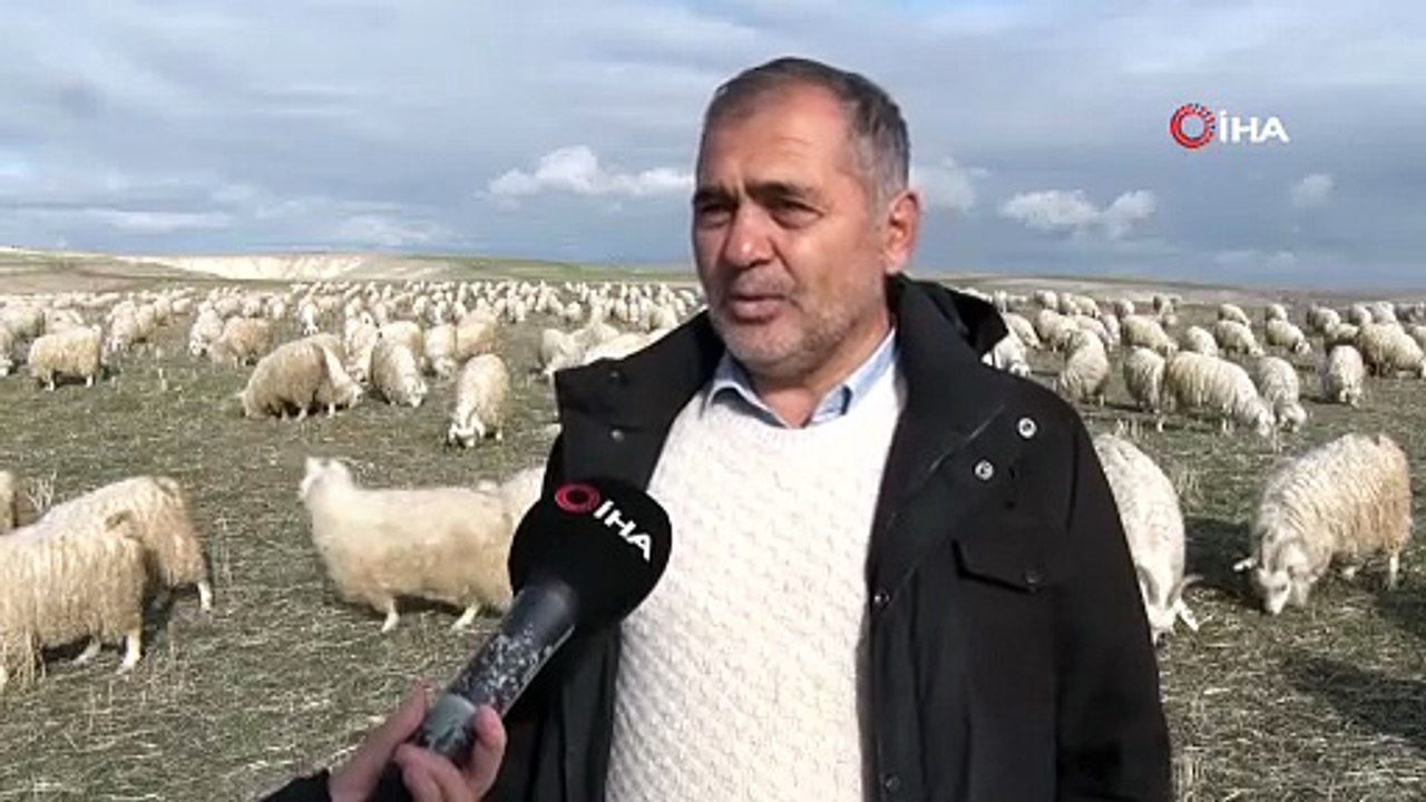 Ankara'nın kadim değeri tiftik keçisi yeniden gözde