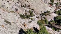 Munzur'un sarp kayalıklarında yaban keçileri