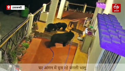 उत्तरकाशी में घर में घुसे भालू, सीसीटीवी में कैद हुई तस्वीरें, डरे लोग