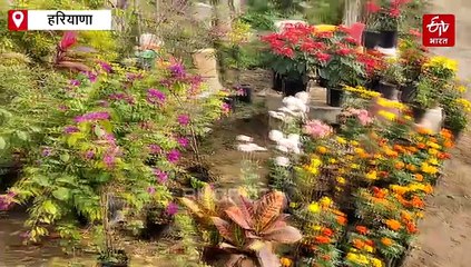 फरीदाबाद में पॉल्यूशन कंट्रोल का देसी जुगाड़, लोग घरों में लगा रहे हवा को शुद्ध करने वाले पौधे, बढ़ी डिमांड, जानें क्या है रेट