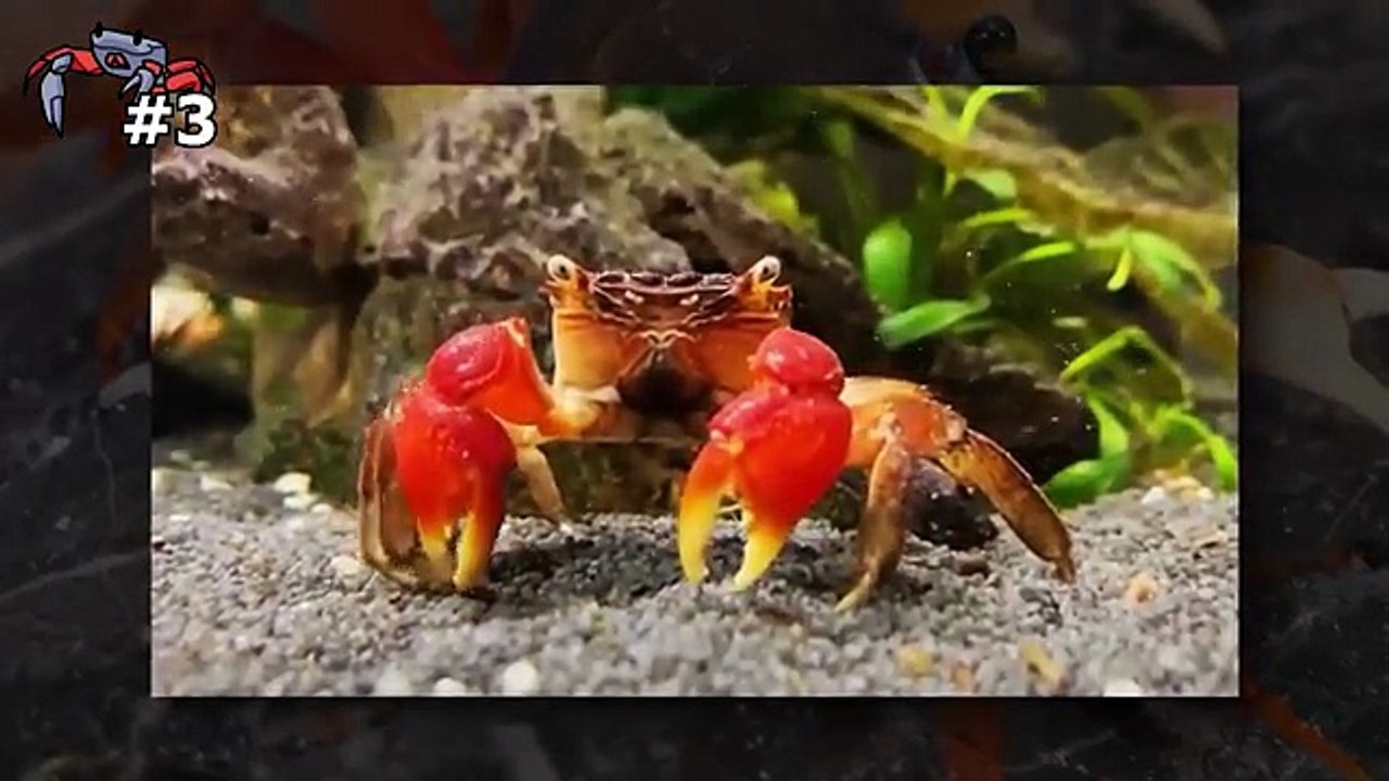 STUNG By a Cow Killer For $10,000