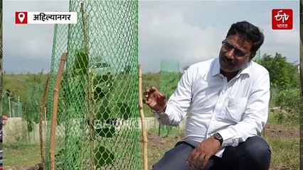 लाखो झाडांची कत्तल करुन महाराष्ट्रात घातला जातोय विकासाचा घाट, सरकारवर सर्वच स्तरातून होतेय टीका