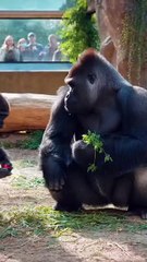 This silverback is enjoying his pepper! #silverback #gorilla #asmr #mukbang #eating #food
