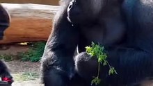 This silverback is enjoying his pepper! #silverback #gorilla #asmr #mukbang #eating #food