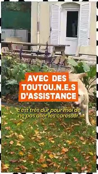 « On dit qu’on est maitre d’un chien, mais c’est vraiment plus que ça. Pour moi c’est de l’égalité entre ma chienne et moi. » Ophélie, non-voyante, vit chaque jour avec sa chienne Taïga, qui l’accompagne partout et lui permet de se déplacer en confiance.