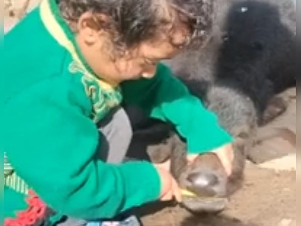 Herzschmelzend! kind putzt kalb die zähne
