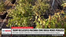 Trump reclassifica maconha como droga menos perigosa nos EUA