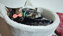 一緒に寝るシフォンとココア