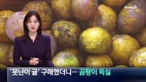 ‘못난이 귤’ 구매했더니…곰팡이 득실