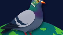 Le pigeon à un GPS dans la tête ! #pigeon #gps #animaux #nature #humour