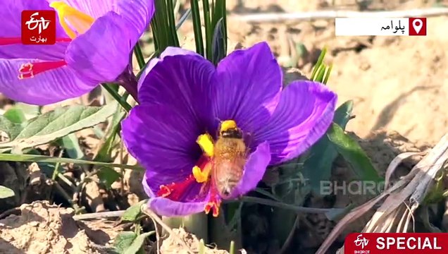 خارپشت کی دہشت سے زعفران صنعت خطرے میں، کسانوں کا محکمہ زراعت پر لاپرواہی کا الزام