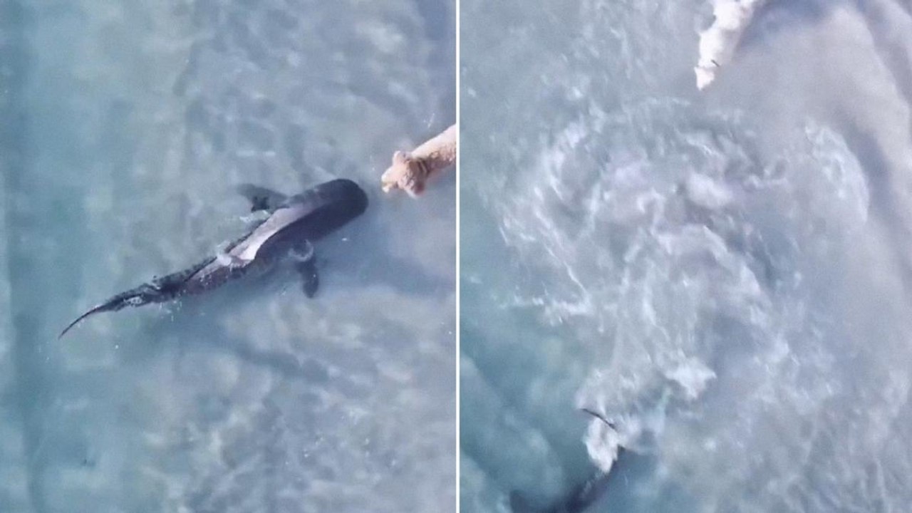 Cane e squalo, un incontro mozzafiato sulla spiaggia australiana: ecco come va a finire
