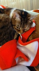 My Love After A December Walk :) #cat #cats #funnycats #funny #viralcats ##ViralVideo #shorts #animals