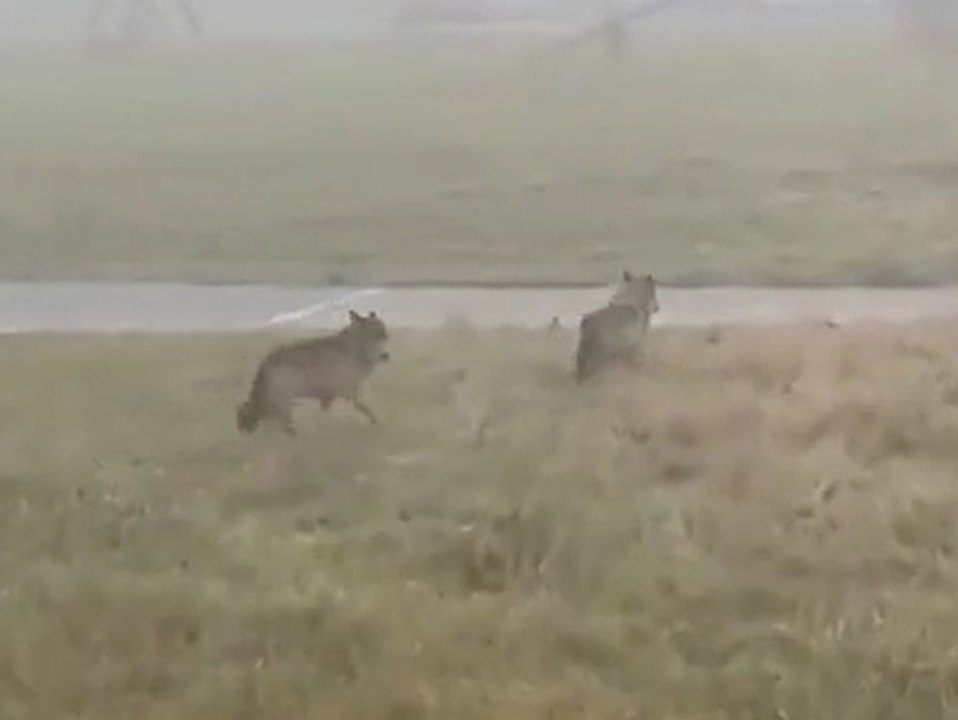 Zwei Wölfe streifen über Spielplatz in Bayern