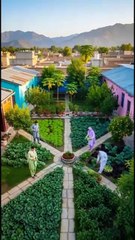 Beautiful Pakistani Village Life | Colorful Rural Farming, Peaceful Countryside & Nature #shorts