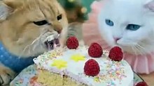 cat eating cake